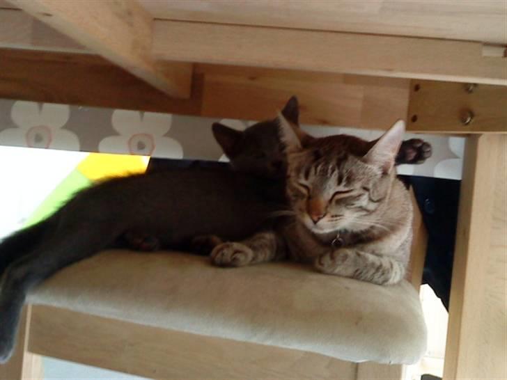 Blanding af racer Felix - Felix og Dumle under spisebordet... billede 9