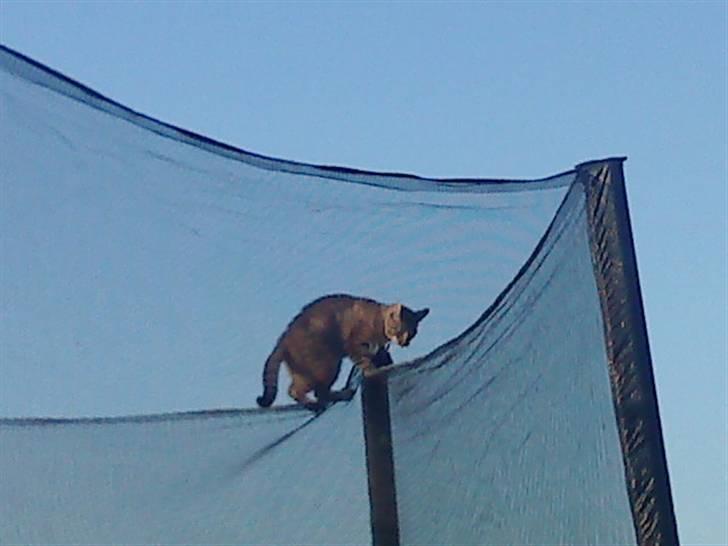 Blanding af racer Felix - Felix på udflugtpå trampolinens net.. billede 10