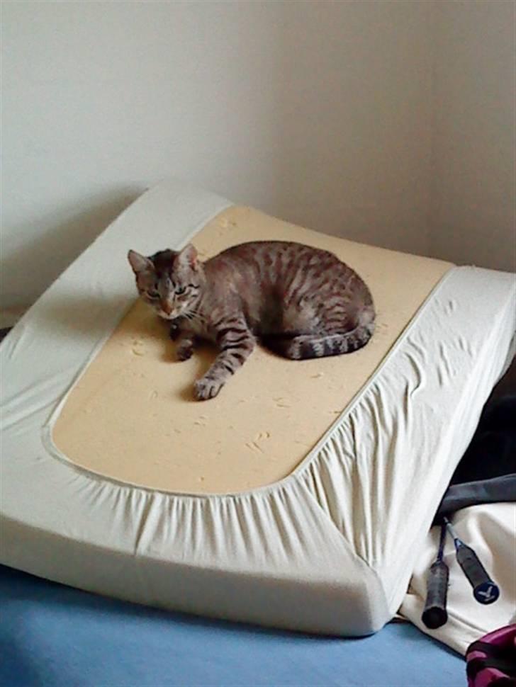 Blanding af racer Felix - Felix tager sig en lur et mærkeligt sted :D billede 11