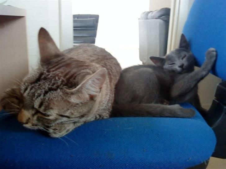 Blanding af racer Felix - Felix og Dumle på kontorstolen.. billede 13