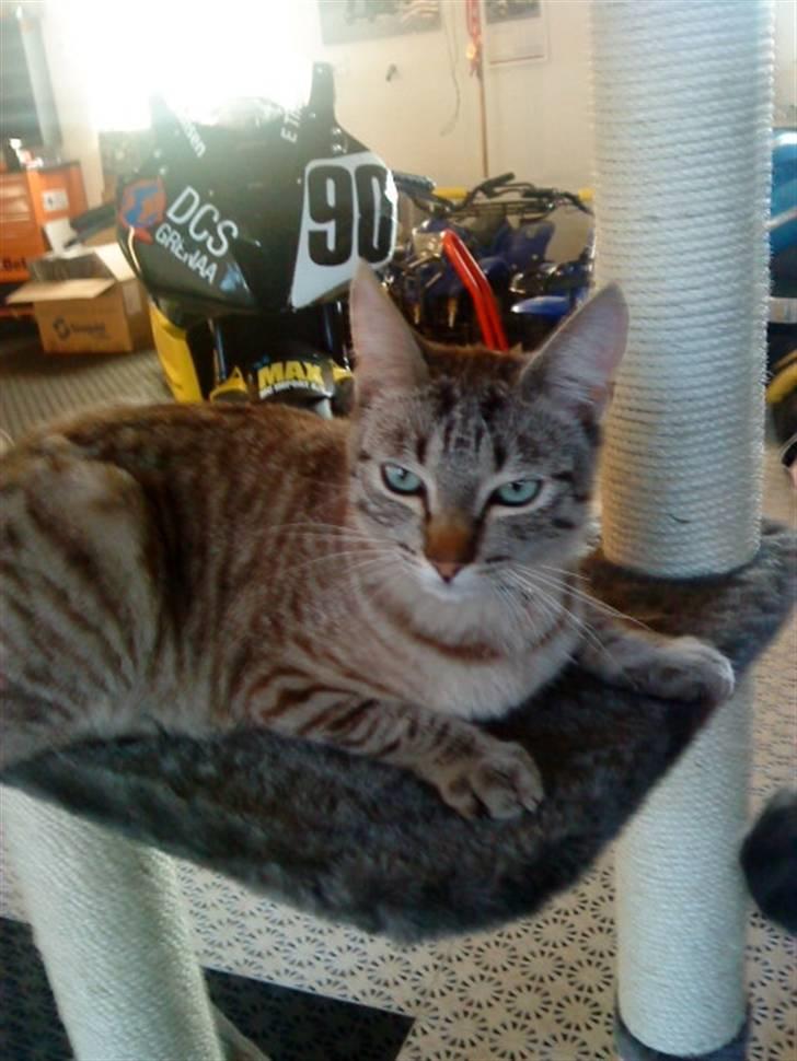 Blanding af racer Felix - Felix på sit nye kradsebræt.. billede 14