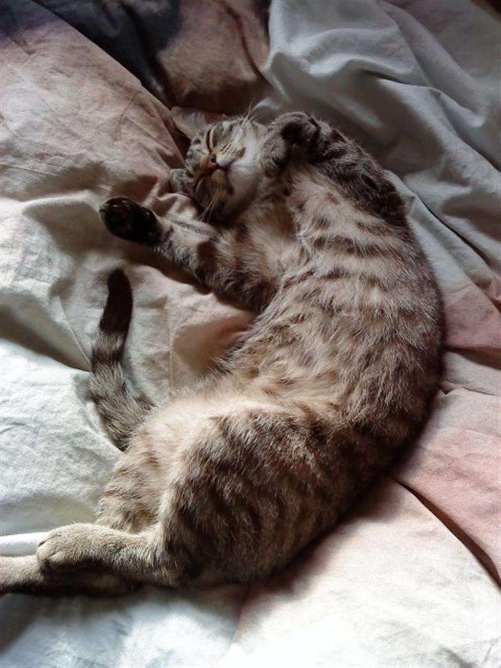 Blanding af racer Felix - Dette billede var i Ude&Hjemme som "Ugens Charmetrold" Jeg fik 200 kr. juhuuu :D billede 15