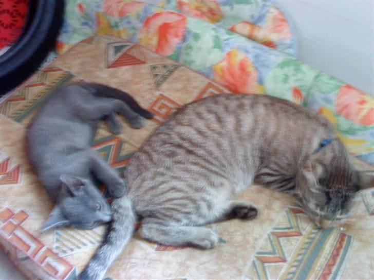 Blanding af racer Felix - Dumle bider i felix hale... billede 16