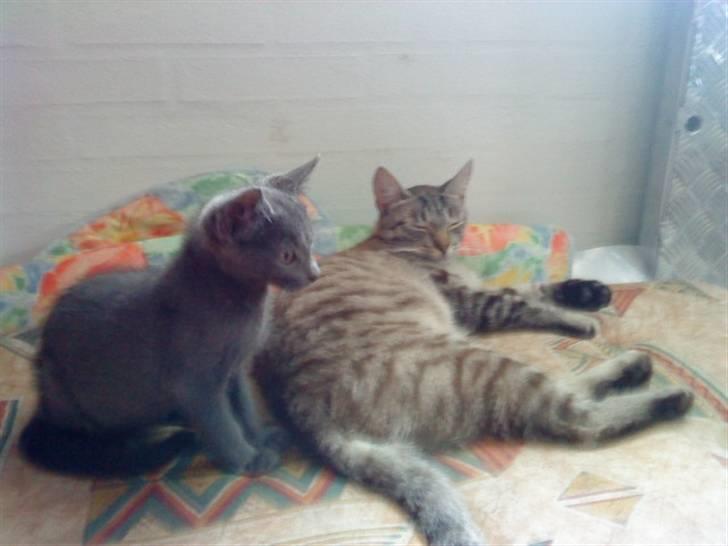 Blanding af racer Felix - Felix og Dumle.... billede 17