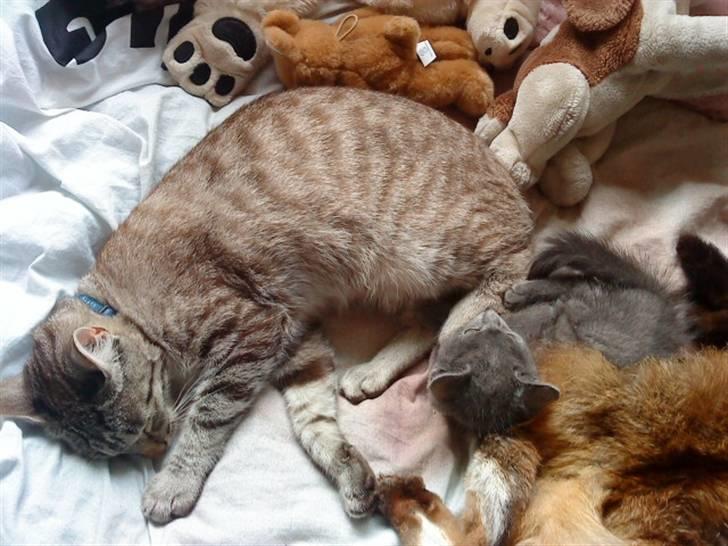 Blanding af racer Felix - ... billede 20