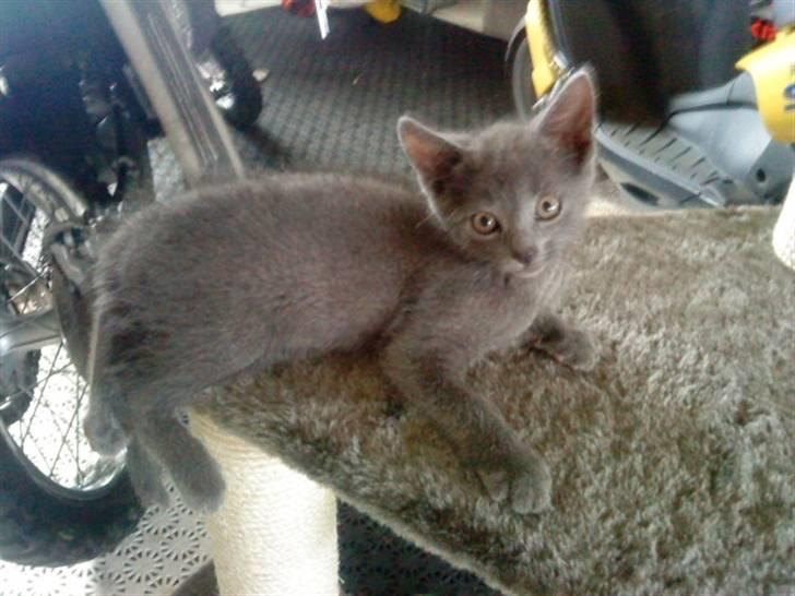 Blanding af racer Dumle billede 1