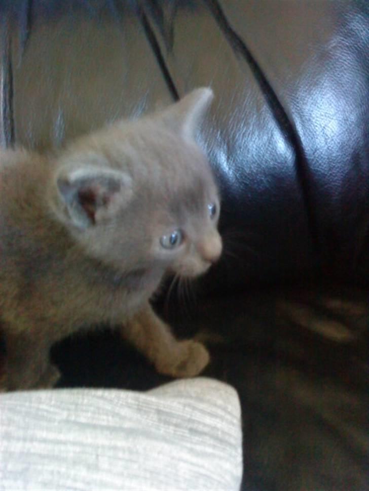 Blanding af racer Dumle billede 3