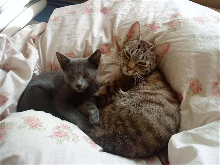 Blanding af racer Dumle billede 4