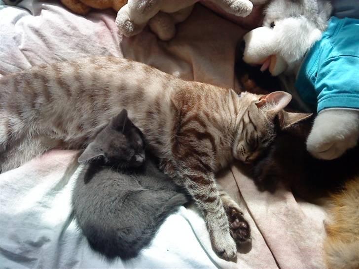 Blanding af racer Dumle billede 5