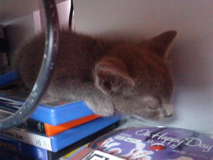 Blanding af racer Dumle billede 6