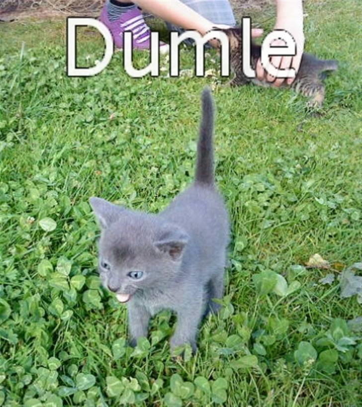 Blanding af racer Dumle billede 7