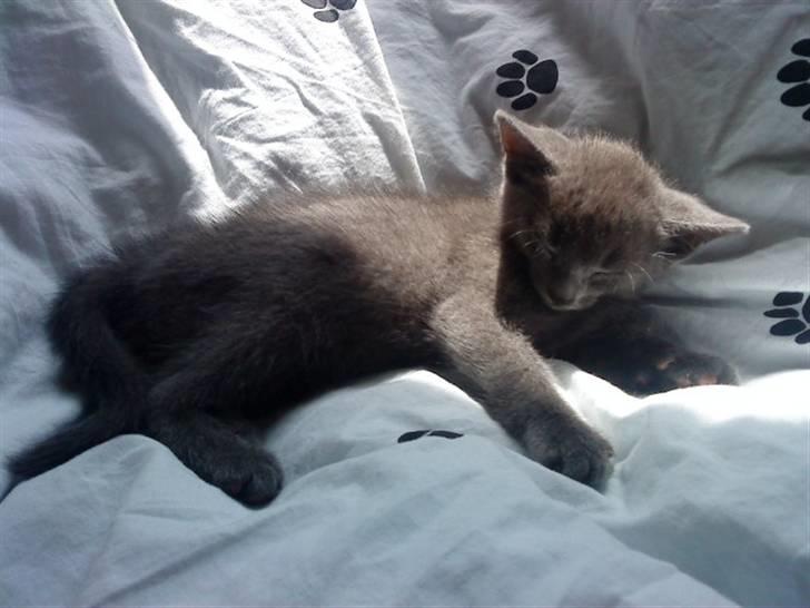 Blanding af racer Dumle billede 8