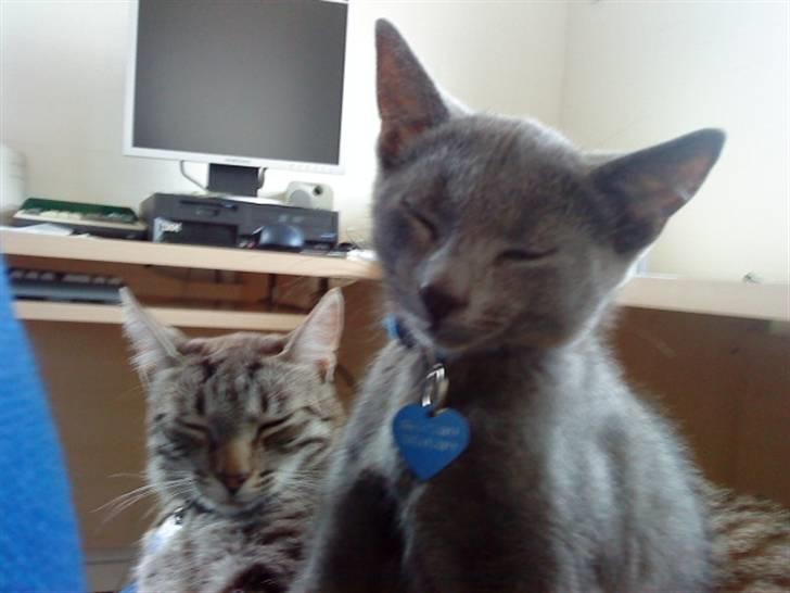 Blanding af racer Dumle billede 10