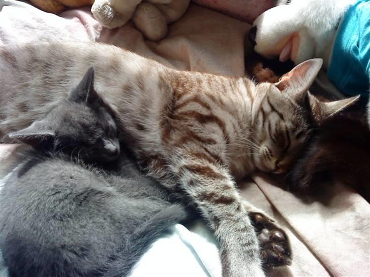 Blanding af racer Dumle billede 11