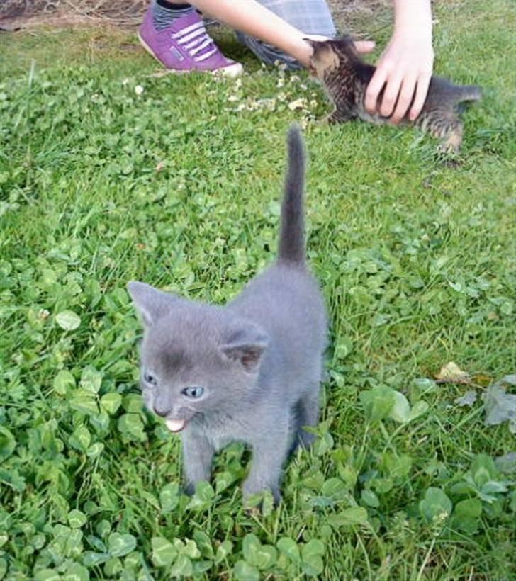 Blanding af racer Dumle billede 14