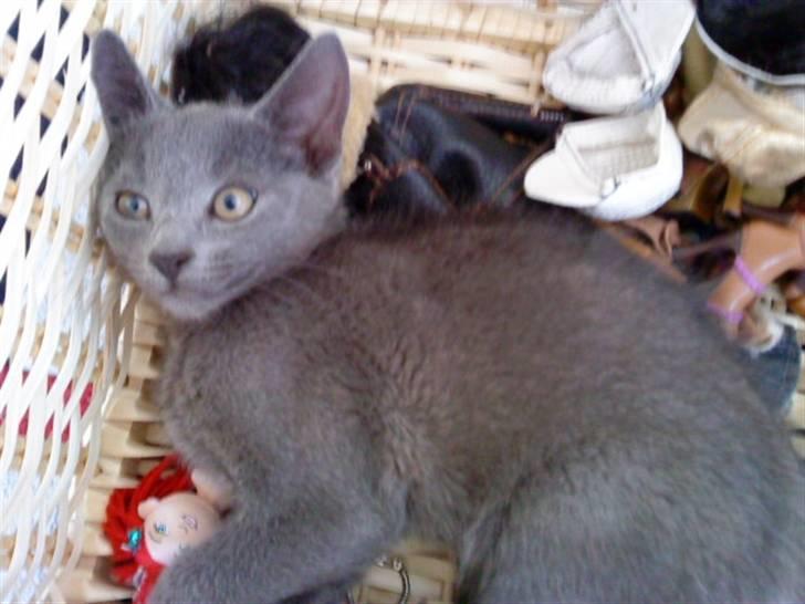 Blanding af racer Dumle billede 16