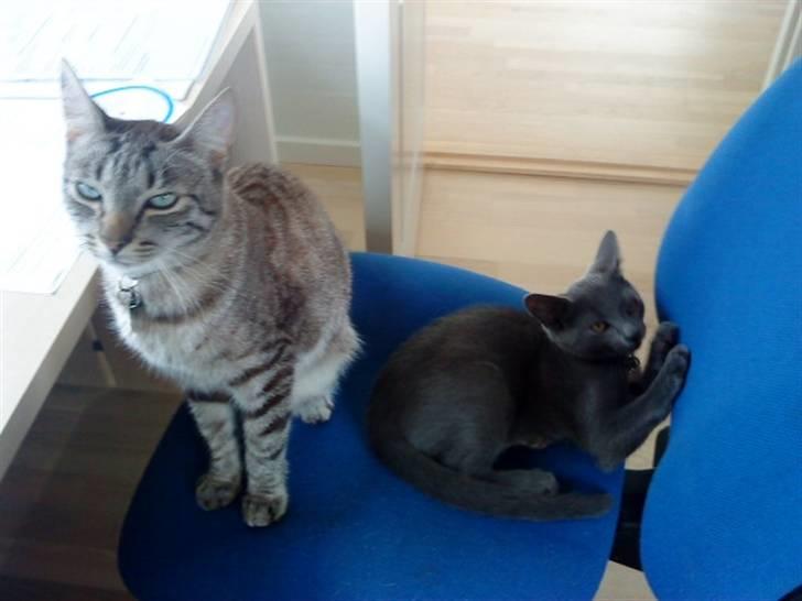 Blanding af racer Dumle billede 17