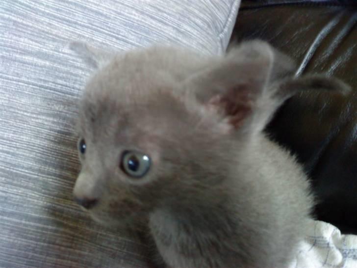 Blanding af racer Dumle billede 19