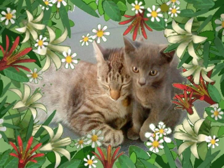 Blanding af racer Dumle billede 20