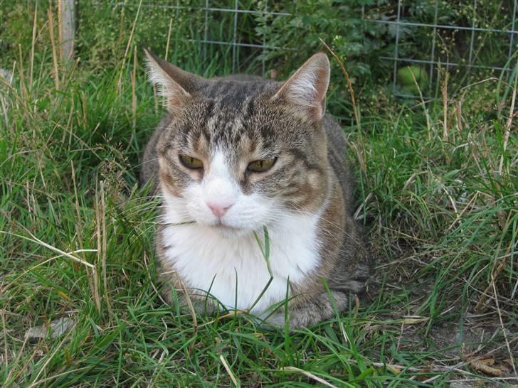 Huskat Misty - Misty er næsten lige ankommet. billede 1