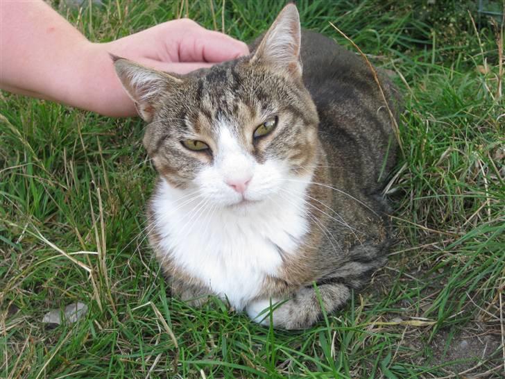 Huskat Misty - Samme dag. Hun synes vist her er ok. billede 2