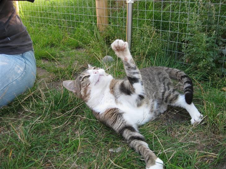 Huskat Misty - Orv man må også lege her. billede 3