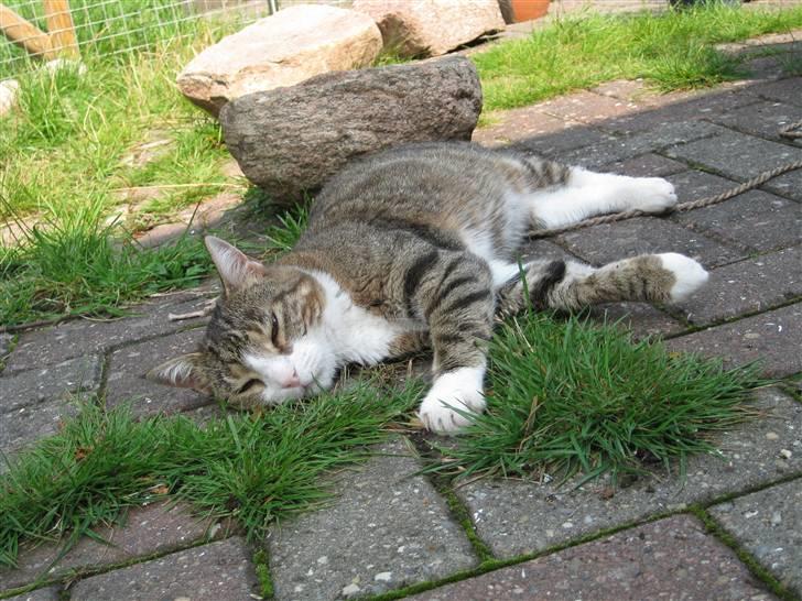 Huskat Misty - Misty nyder at ligge i skyggen en varm sommerdag. billede 4