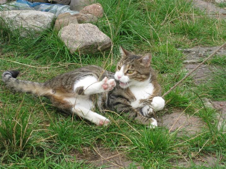 Huskat Misty - Fjolle Misty gør sig lækker. billede 5