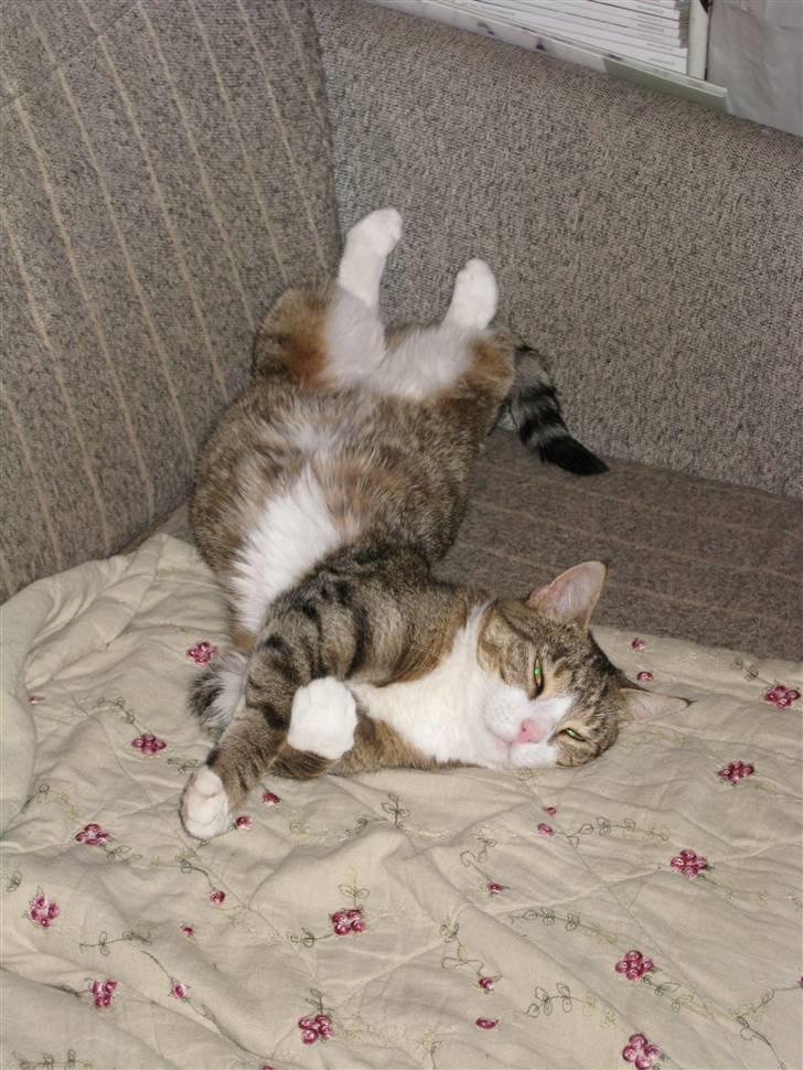 Huskat Misty - Tja....Hun slapper da af og nyder en vinter aften i sofaen. billede 6