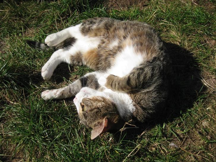 Huskat Misty - Lidt mere sommer hygge. billede 7