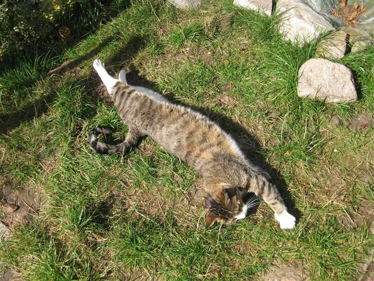 Huskat Misty - Er der nogen der måler hvor lang jeg kan blive. billede 8