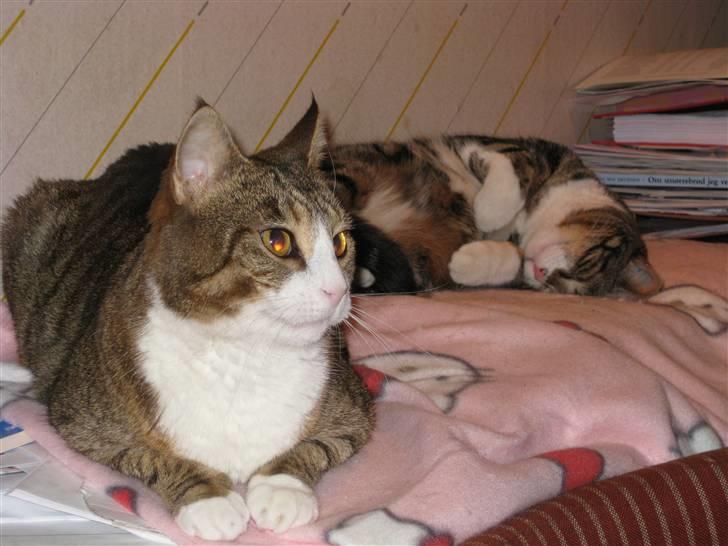 Huskat Misty - Misty kan en sjældent gang imellem, acceptere Kitty i nærheden. billede 9