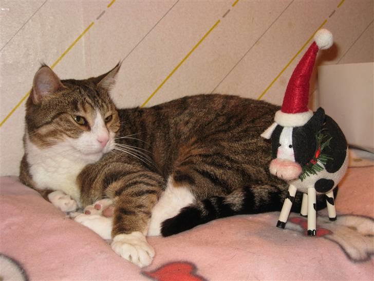 Huskat Misty - Julen 09 Misty hilser på jule koen. billede 10