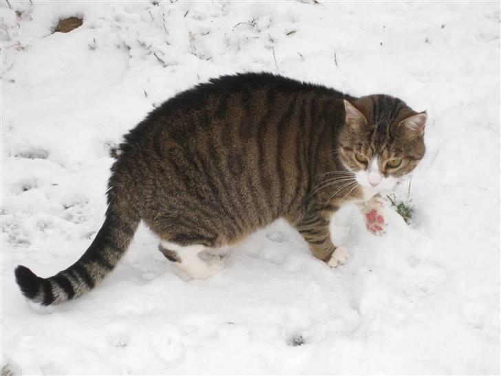 Huskat Misty - Misty`s første nærkontakt med sne. Det er ikke lige Misty`s favorit. billede 11