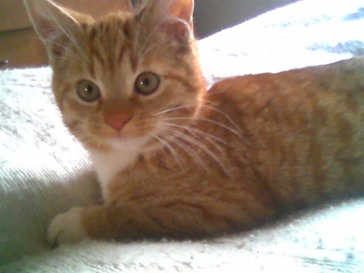 Huskat Mikky billede 1