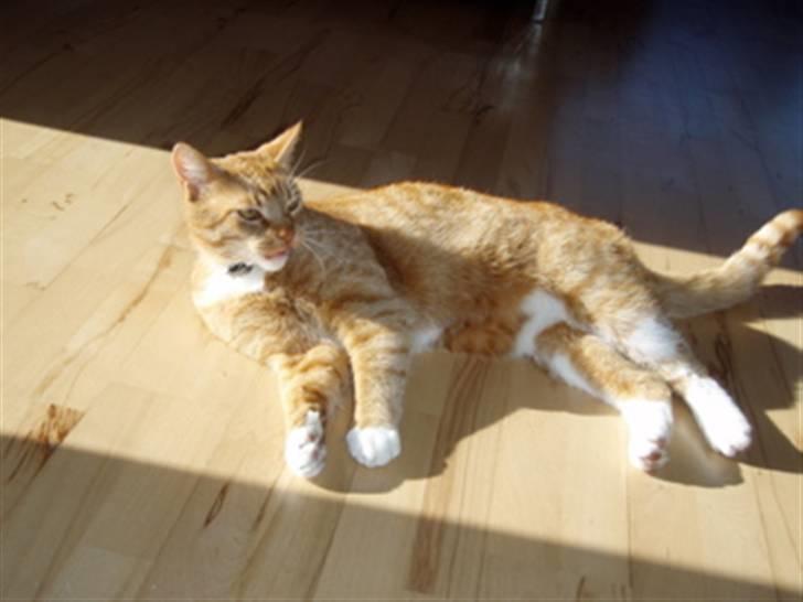 Huskat Mikky billede 2