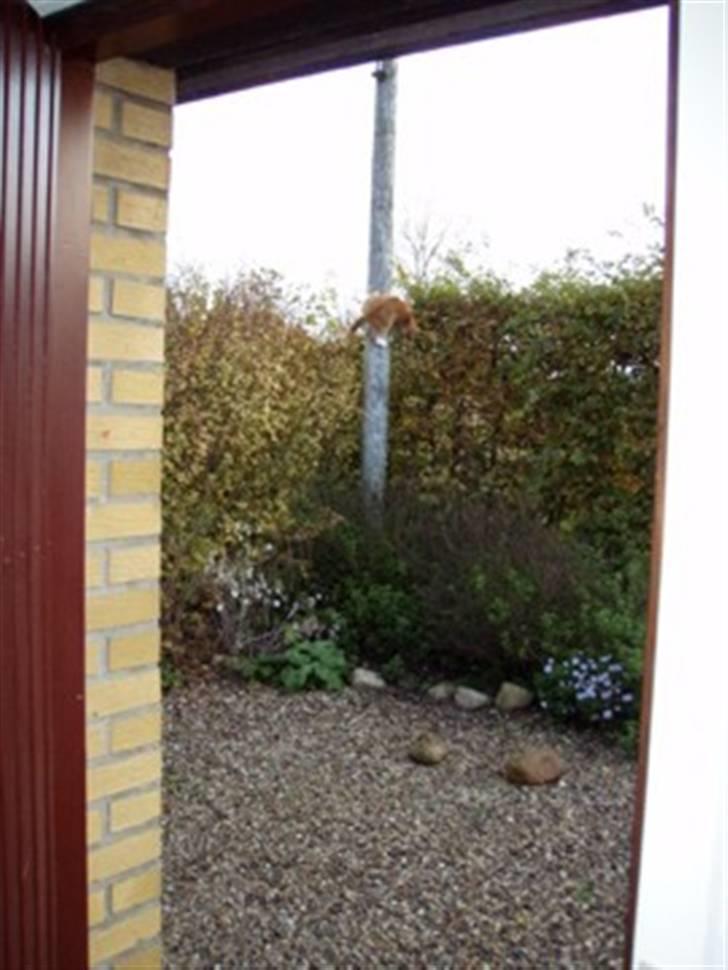 Huskat Mikky billede 3