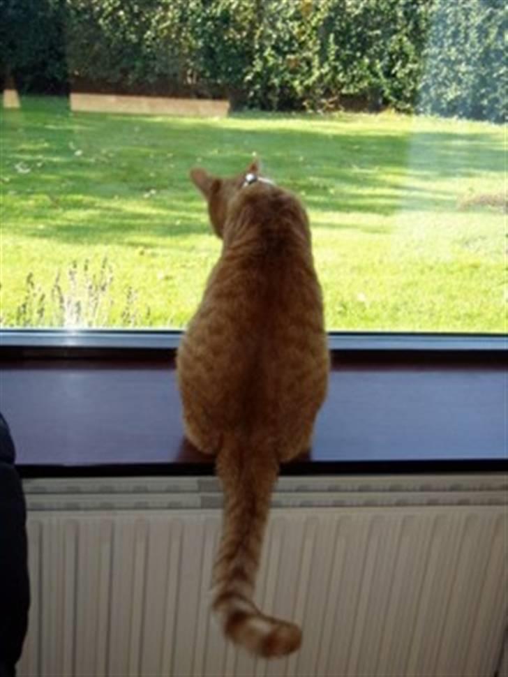 Huskat Mikky billede 4