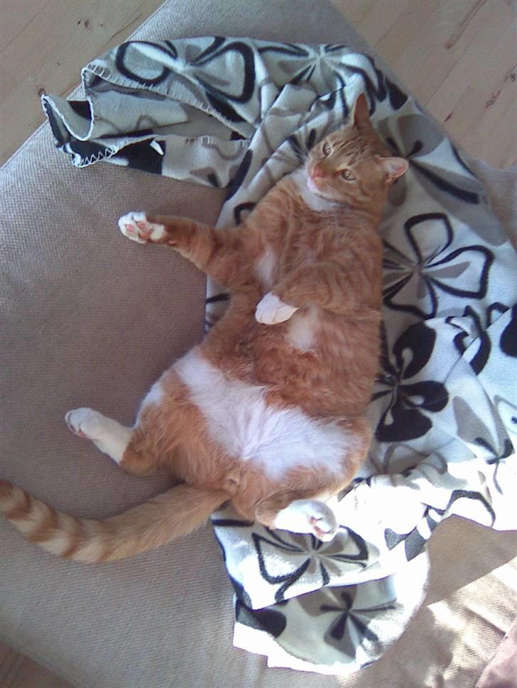 Huskat Mikky billede 5