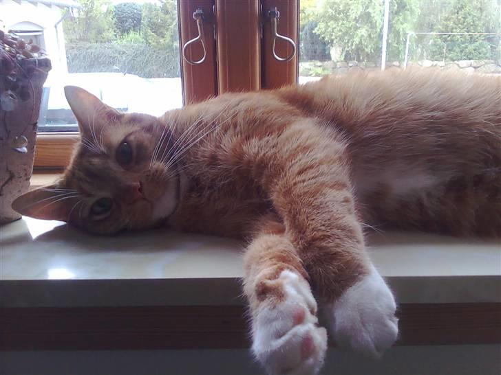 Huskat Mikky billede 6