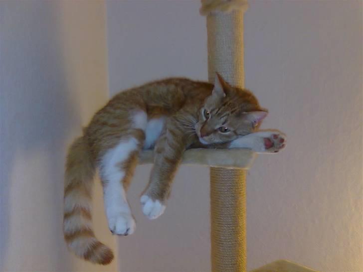 Huskat Mikky billede 7