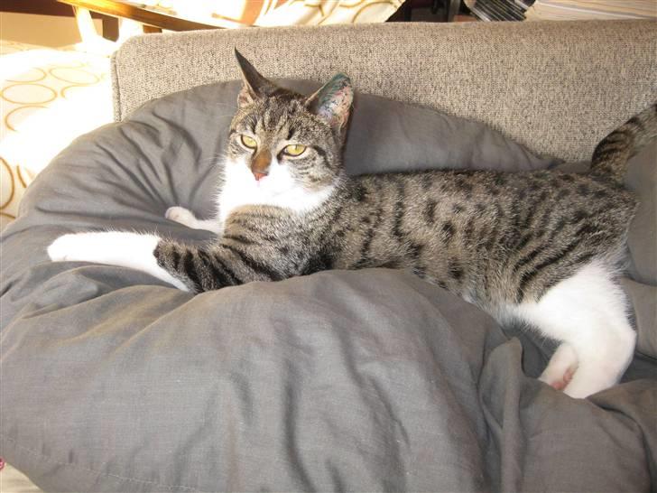 Huskat Mikkel - Mikkel er ankommet et par timer tidligere. Her er vist ok at være. billede 1