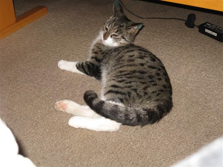 Huskat Mikkel - Mmm gulvtæppet er også udemærket. billede 2