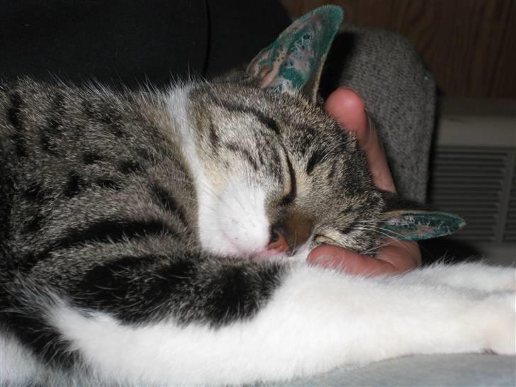 Huskat Mikkel - Mikkel er så sød, når han ikke laver ballade :-) billede 3