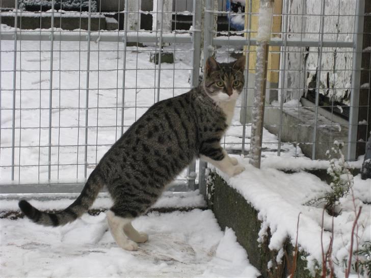 Huskat Mikkel - Mikkel første møde med sne. Absolut ikke noget Mikkel synes om. billede 4