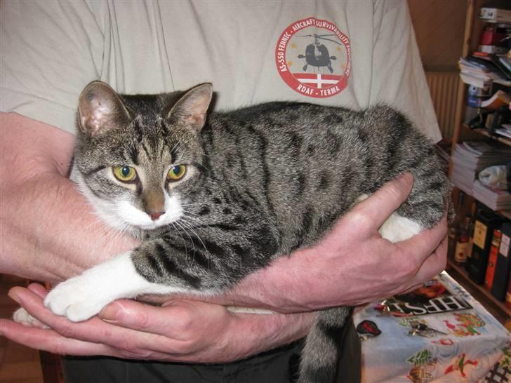 Huskat Mikkel - Hygge på fars arm, er tilgengæld total hygge. billede 5