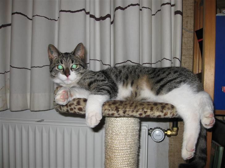 Huskat Mikkel - Mikkel ligger og slænger sig, med de lange stænger. billede 6