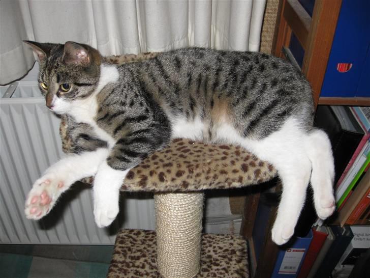 Huskat Mikkel - Hmm der sidder da vist en kat dernede og kigger... billede 7