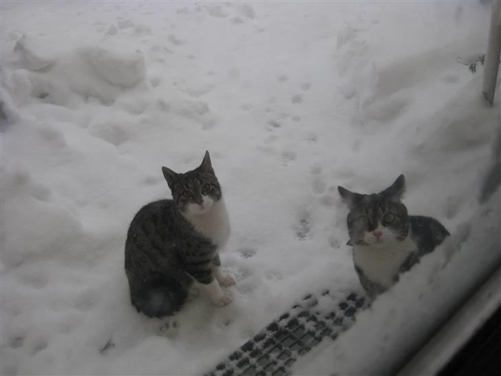 Huskat Mikkel - Mikkel venstre. Ham og Kitty er enige : LUK OS IND !!! Det gjorde jeg så :-) billede 8