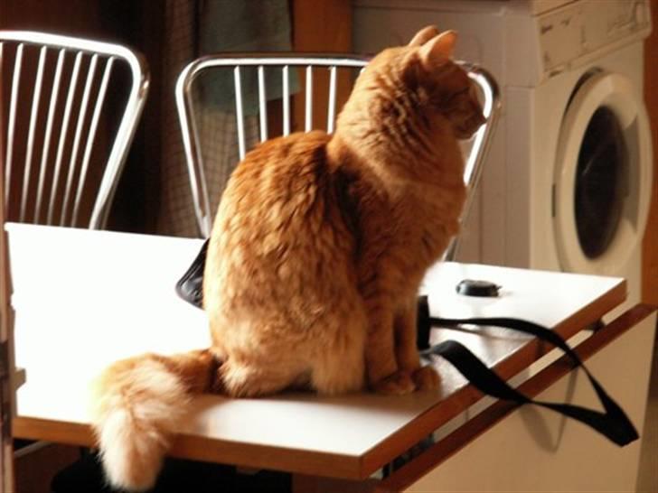 Orientalsk Langhåret Silke billede 1